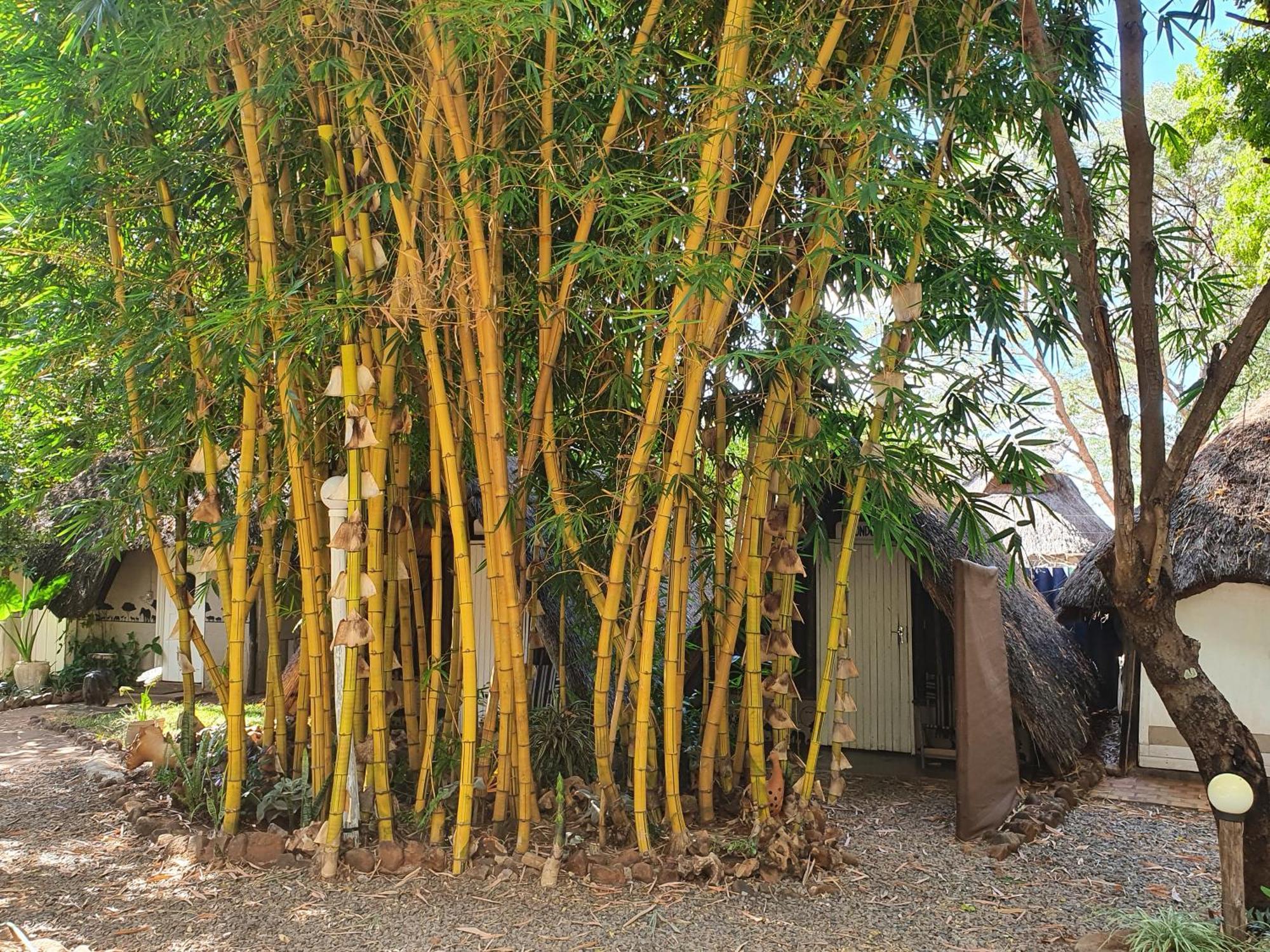 Victoria Falls Backpackers Lodge Экстерьер фото